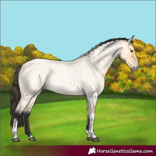 Horse Color:Buckskin Roan Dun Tobiano 