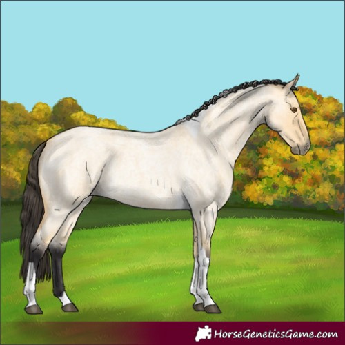 Horse Color:Buckskin Roan Dun Tobiano 