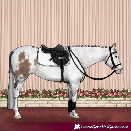 Horse Color:White Spotted Brown Dun 