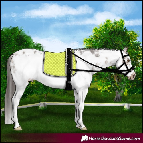 Horse Color:Brown Sabino Frame Appaloosa 