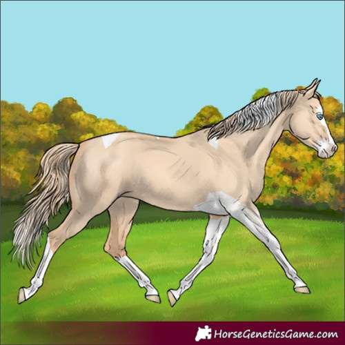 Horse Color:Gold Champagne Dun Splash Tobiano 