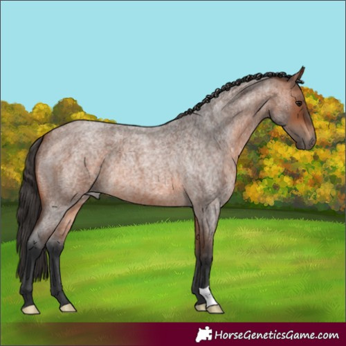 Horse Color:Bay Roan 