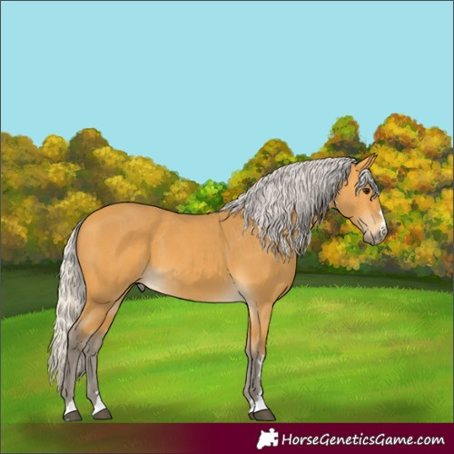 Horse Color:Silver Buckskin 