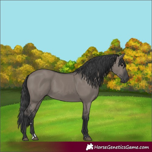 Horse Color:Grullo