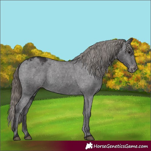 Horse Color:Smoky Black Appaloosa Rabicano 