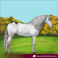 Horse Color:Smoky Black Appaloosa Rabicano