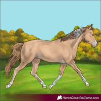 Horse Color:Gold Champagne Splash Tobiano 