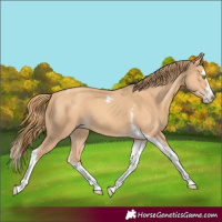 Horse Color:Gold Champagne Splash Tobiano