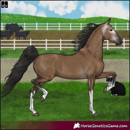 Horse Color:Gray White Spotted Liver Red Dun 