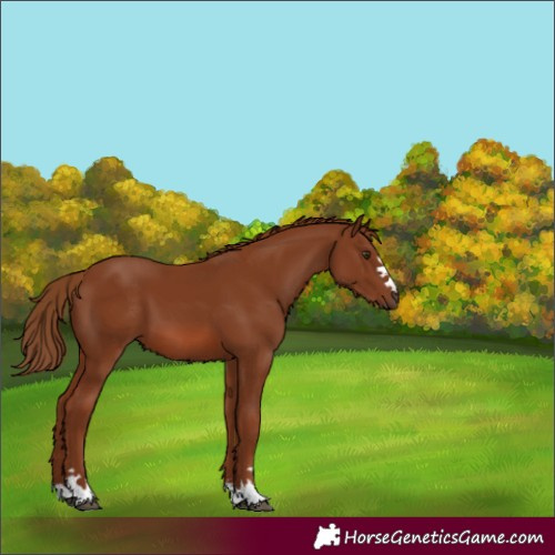 Horse Color:Chestnut 