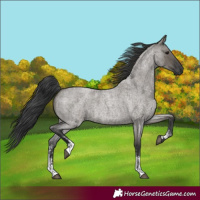 Horse Color:Grullo Roan Sabino 