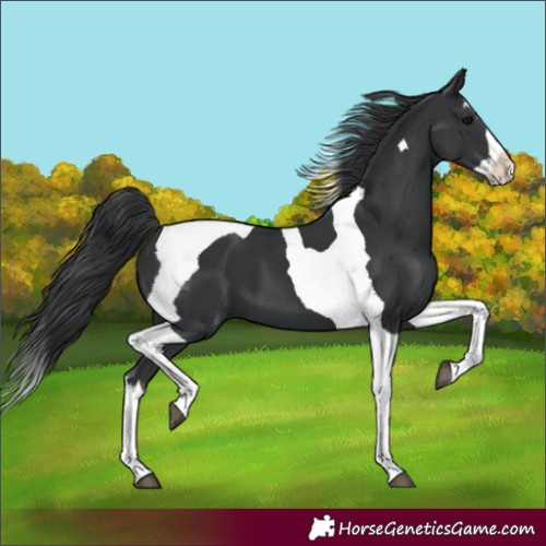 Horse Color:Black Splash Tobiano 