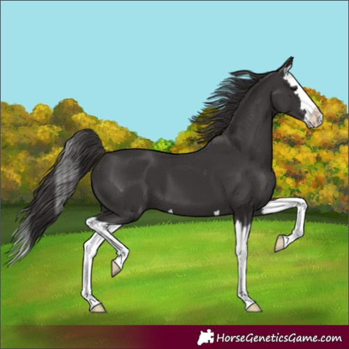 Horse Color:Smoky Black Splash 