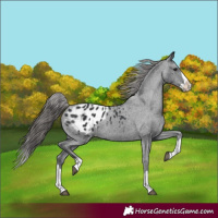Horse Color:Black Splash Appaloosa