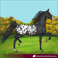 Horse Color:Black Splash Appaloosa 
