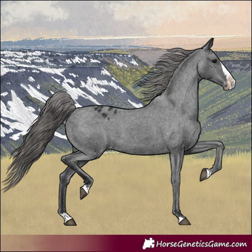 Horse Color:Black Splash Appaloosa 