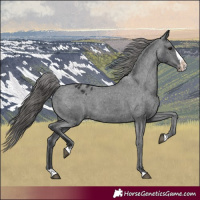 Horse Color:Black Splash Appaloosa 