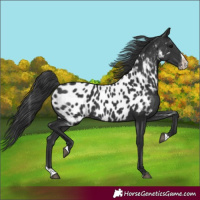 Horse Color:Black Splash Appaloosa 