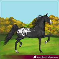 Horse Color:Black Splash Appaloosa