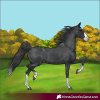 Horse Color:Black Splash Appaloosa 