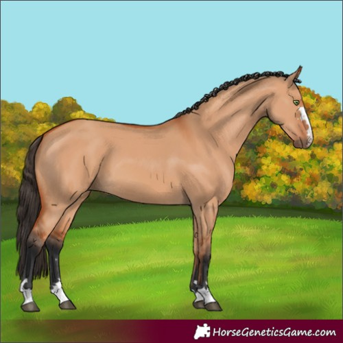 Horse Color:Bay Dun 