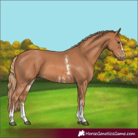 Horse Color:Chestnut Sabino 