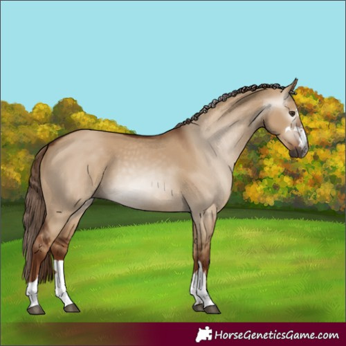 Horse Color:Gray Red Dun 