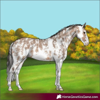 Horse Color:Bay Dun Sabino 
