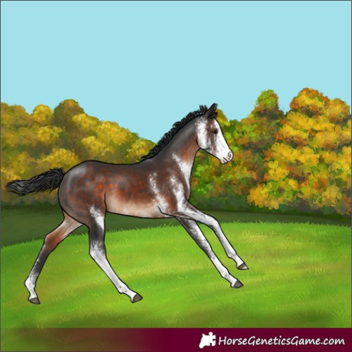 Horse Color:Brown Sabino 