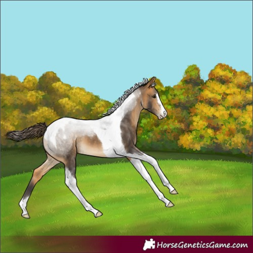 Horse Color:Buckskin Tobiano Varnish 