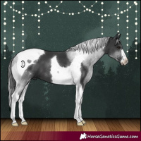 Horse Color:Black Tobiano 