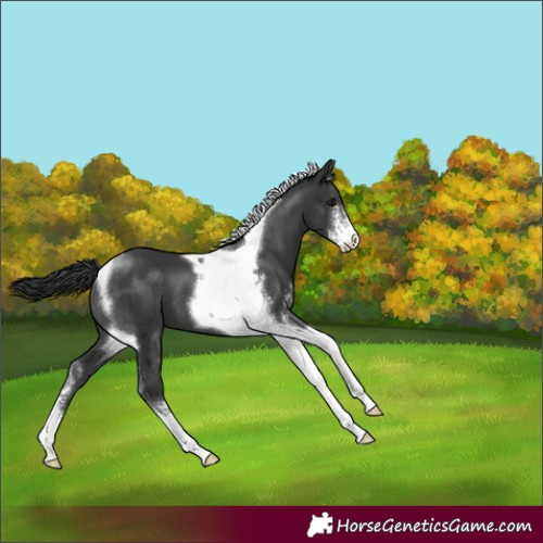 Horse Color:Black Sabino Tobiano 