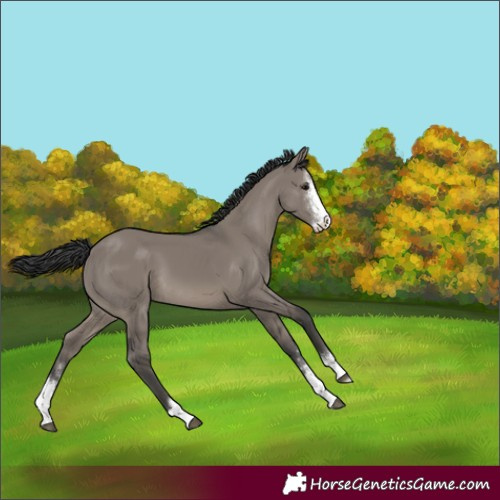 Horse Color:Grullo Sabino 