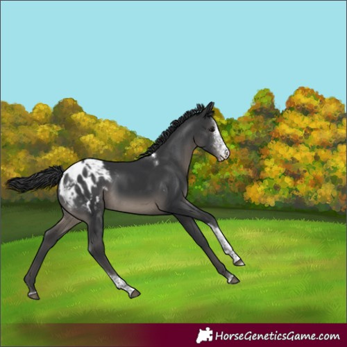 Horse Color:Black Sabino Tobiano Appaloosa Rabicano 