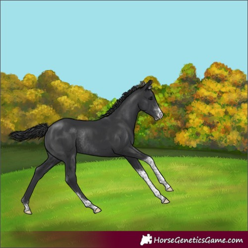 Horse Color:Black Sabino Tobiano Rabicano 