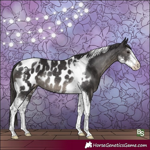 Horse Color:Smoky Black Sabino Tobiano Blanket Rabicano 
