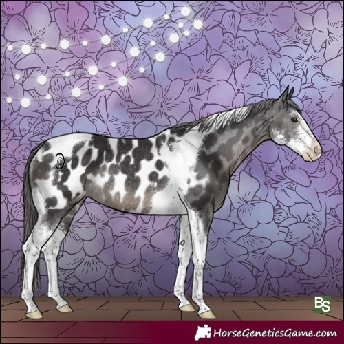 Horse Color:Smoky Black Sabino Tobiano Appaloosa Rabicano 