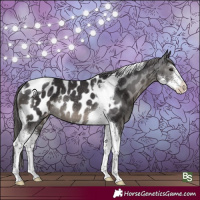 Horse Color:Smoky Black Sabino Tobiano Appaloosa Rabicano