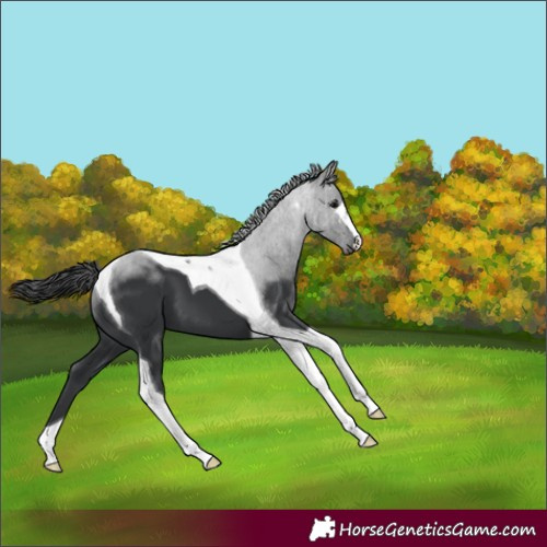 Horse Color:Black Tobiano 