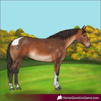 Horse Color:Bay Tobiano 