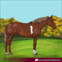 Horse Color:Chestnut Tobiano 