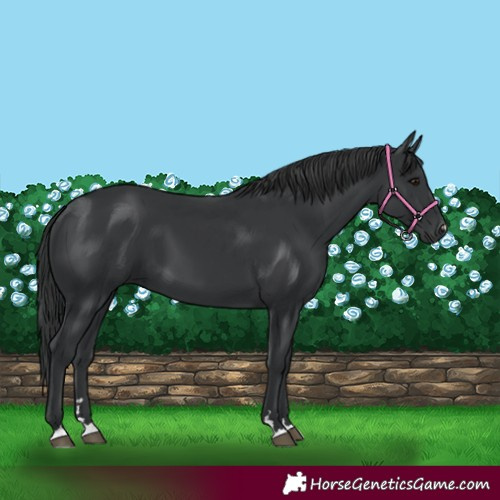 Horse Color:Black 