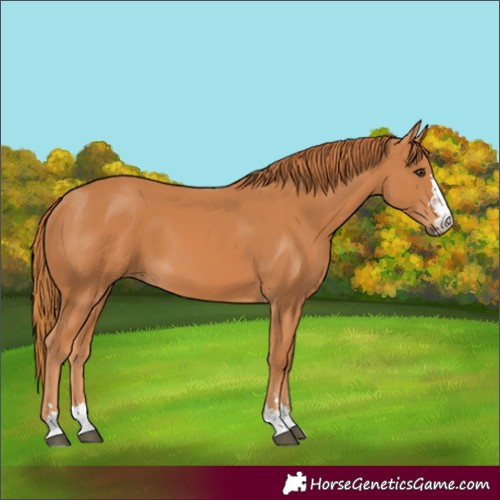 Horse Color:Chestnut 