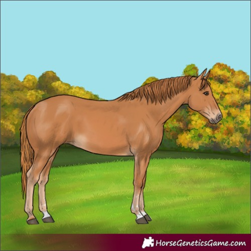 Horse Color:Chestnut 