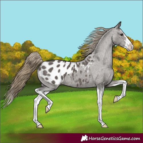 Horse Color:Smoky Grullo Splash Appaloosa 