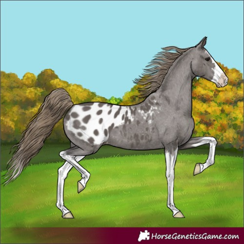 Horse Color:Smoky Grullo Splash Appaloosa 