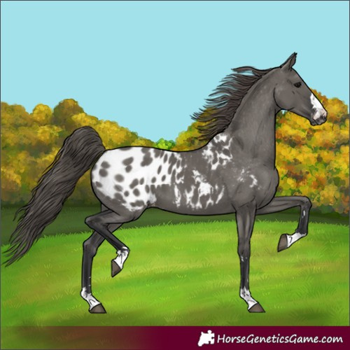 Horse Color:Grullo Appaloosa 