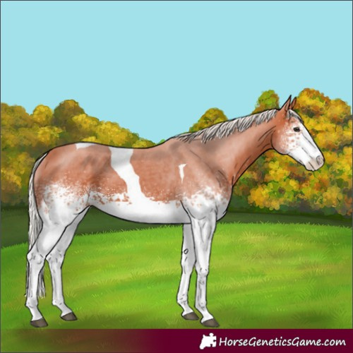 Horse Color:White Spotted Silver Bay Tobiano Rabicano 