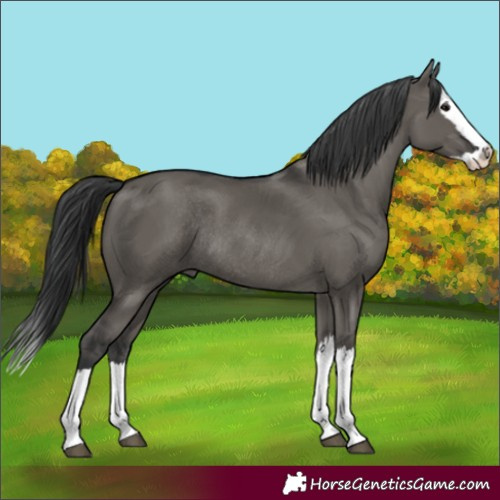 Horse Color:Grullo Splash Rabicano 