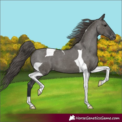 Horse Color:Grullo Tobiano Varnish 